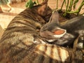 A cat with baby playing through Grass plants