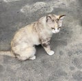 a photography of a cat sitting on the ground looking at something, egyptian cat sitting on the ground looking at something