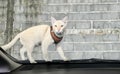 a photography of a cat walking on the hood of a car, egyptian cat walking on the roof of a car with a muzzle on