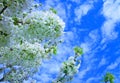Photography Cherry tree with flowers and the blue sky