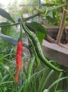 a photography of a chili plant with a red chili on it, bell pepper plant with red and green peppers growing on it Royalty Free Stock Photo