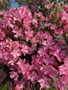 photography close-up blooming pink oleander beautiful delicate fragrant lush