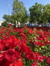 photography close-up flowers spray roses red fragrant delicate