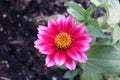 Daisy flower. Pretty in pink flower and botanical. Rhodanthemum.