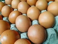 Photography of collection chicken eggs on tray
