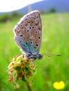 Simplicity of a common blue butterfly Polyommatus sp.