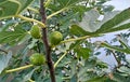 Photography of Common fig tree Ficus carica