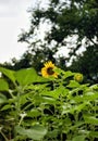 Photography of the common sunflower Helianthus annuus on farm against bokeh blurred background Royalty Free Stock Photo