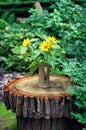 Photography of the common sunflower Helianthus annuus in a vintage pot on wooden log against green plants in a garden Royalty Free Stock Photo