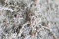Detailed photography of constructional material with asbestos fibres. Health harmful and hazards effects Royalty Free Stock Photo