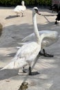 a photography of a couple of white swans standing on a cement ground Royalty Free Stock Photo