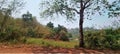 a photography of a cow standing in a field next to a tree, lakeshore view of a road with a tree and a cow in the distance Royalty Free Stock Photo