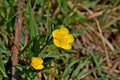 Photography of creeping buttercup flower Ranunculus repens