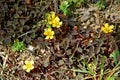 Photography of creeping woodsorrel flowers Oxalis corniculata