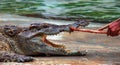 a photography of a crocodile eating a piece of meat with its mouth, crocodylus niloticusus eating a stick of meat from a hand
