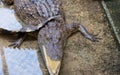 a photography of a crocodile laying on the ground with its mouth open, crocodylus niloticuse, a large alligator with a long snout