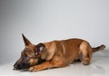 Photography of a cute, little Malinois puppy