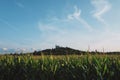 Czech middle age castle Kuneticka Hora with corn field under the blue summer sky (Pardubice)