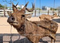 a photography of a deer behind a fence looking at the camera Royalty Free Stock Photo