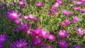 Delosperma cooperi Trailing Iceplant flowers Royalty Free Stock Photo