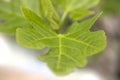 Photography of the detail of the leave of a fig tree