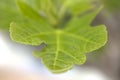 Photography of the detail of the leave of a fig tree