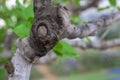 Photography of the detail of the trunk of a fig tree