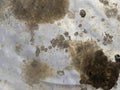 a photography of a dirty surface with a lot of dirt and dirt on it, petri dish with black moldy substance on white paper Royalty Free Stock Photo