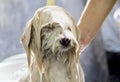 a photography of a dog getting a bath in a tub, there is a dog that is being washed in a bathtub