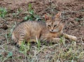 Photography of domestic cat Felis catus