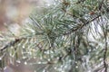 Drops on branches of a pine. Royalty Free Stock Photo