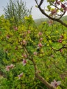 Early spring pink magnolia bloom Royalty Free Stock Photo