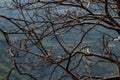 Photography of empty branches against terrace type crop fields in the background