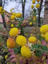 Erigeron annuus flowers in the garden