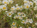 Erigeron annuus plant flowers in the nature