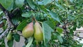 European wild pear Pyrus pyraster Royalty Free Stock Photo