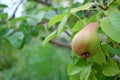 Photography of European wild pear Pyrus pyraster Royalty Free Stock Photo