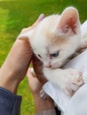 Female hand petting small white cat Royalty Free Stock Photo