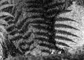 Photography with fern and its reflection on the stone, moss and stone texture, shadow play on the stone background Royalty Free Stock Photo