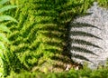 Photography with fern and its reflection on the stone, moss and stone texture, shadow play on the stone background Royalty Free Stock Photo