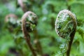 Photography of  fern leaves opening. Royalty Free Stock Photo