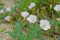 Photography of field bindweed flowers Convolvulus arvensis Royalty Free Stock Photo