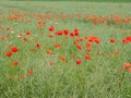 Field filled with red poppy seed flowers Royalty Free Stock Photo