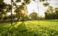 a photography of a field of grass with a telephone pole in the distance, there is a field of grass with a telephone pole in the Royalty Free Stock Photo