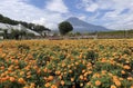 a photography of a field of orange flowers with a mountain in the background