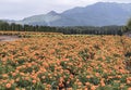 a photography of a field of orange flowers with mountains in the background