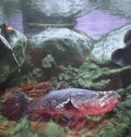 a photography of a fish in a tank with rocks and algae, sturgeon fish in a tank with rocks and algae in the background