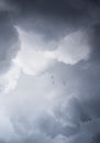 seagulls flight to freedom Royalty Free Stock Photo