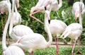 a photography of a flock of flamingos standing in a fieldstanding in a field of grass with a bunch of pink flamingos Royalty Free Stock Photo