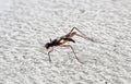 a photography of a fly with a long antennae and a long tail, pismire fly on the ground with its wings spread